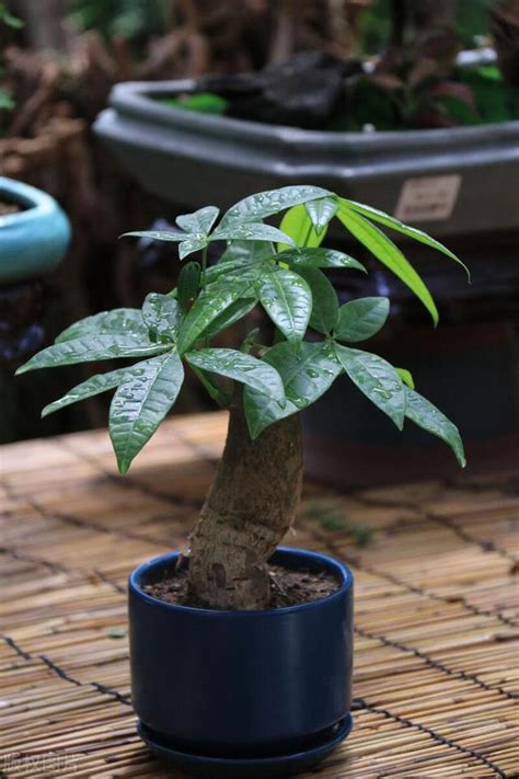 發財樹發芽|發財樹不發芽，不會是死了吧！一招讓它起死回生，枝。